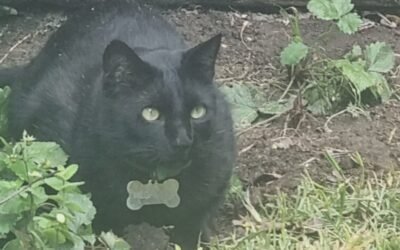 Pensamientos de San Valentin