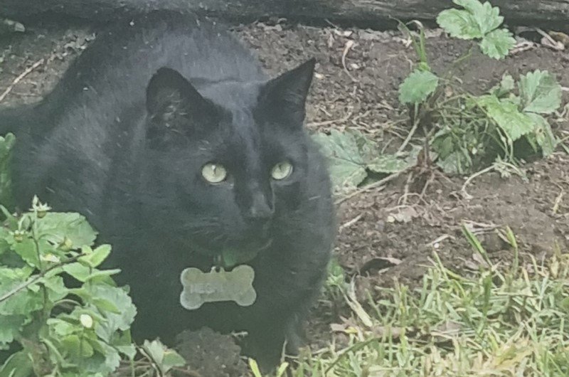 Pensamientos de San Valentin