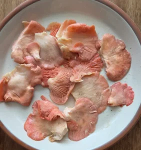 Hongos ostra rosados frescos y sazonados limpios en un plato, listos para ser utilizados como el sustituto de pescado en una receta de moqueca vegetariana.